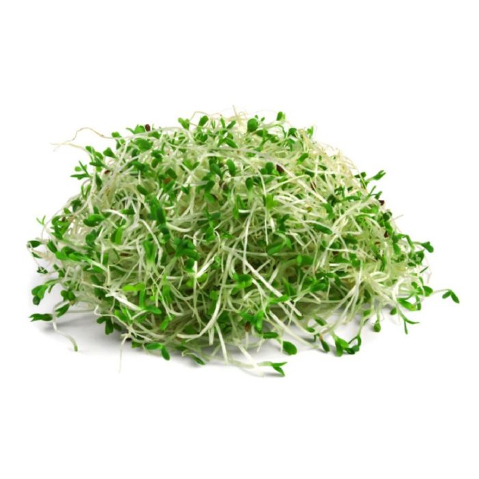Buy Alfalfa Sprouts Online in Dubai, Sharjah, Abu Dhabi, Ajman, Al Ain