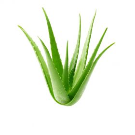 Aloe Vera Leaves Fresh 1Kg
