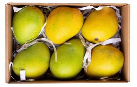 Mango Alphonso 1.2-1.5 Kg
