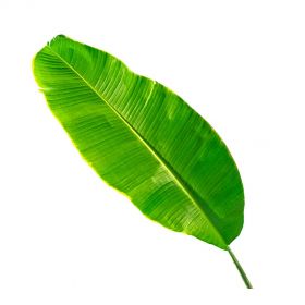Banana-Leaf
