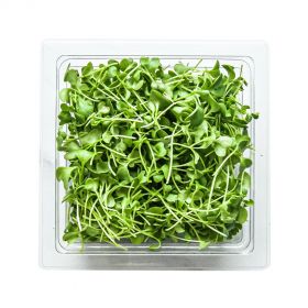 Kale Microgreens - Madar Farms