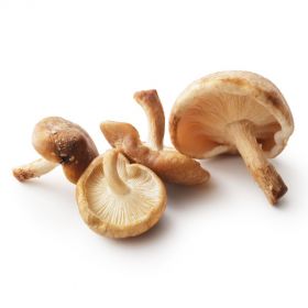 Mushroom Shitake