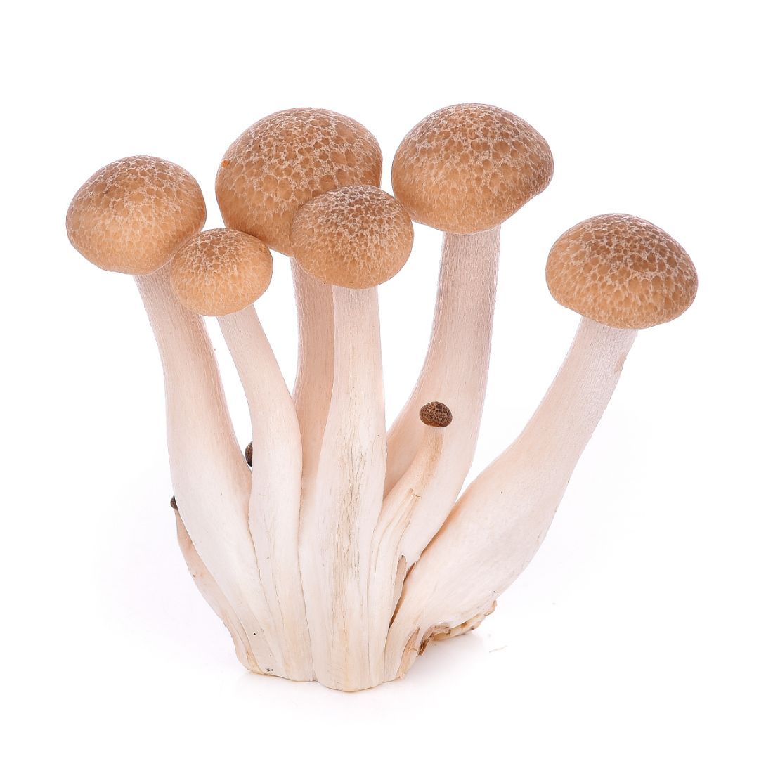 Mushroom Shimeji Brown_0
