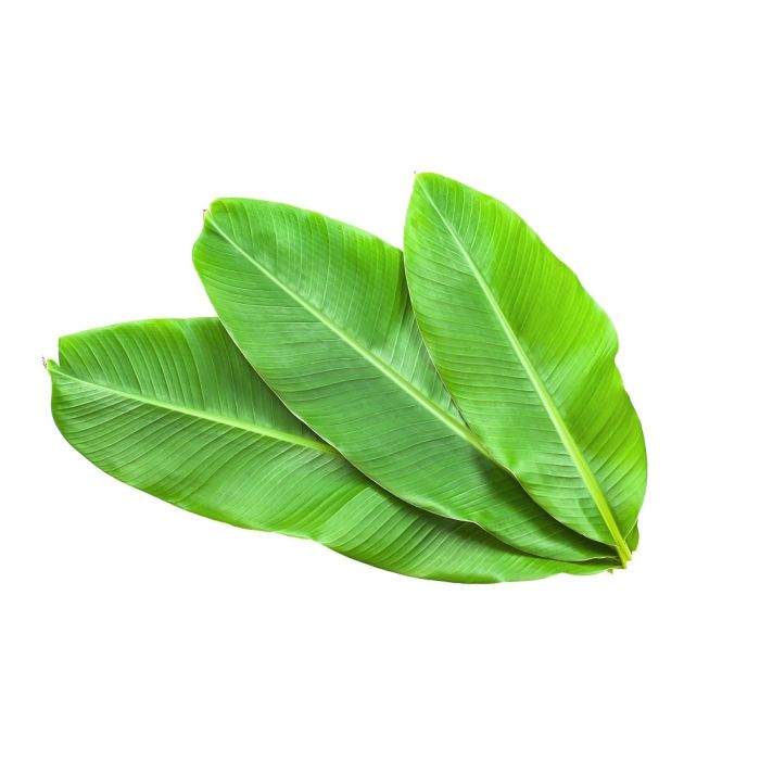 اوراق الموز_0